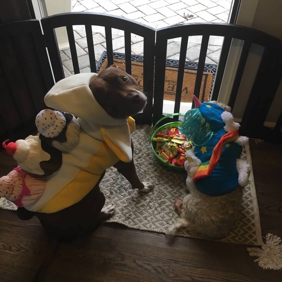 Dog costume - Picture 3 of 3